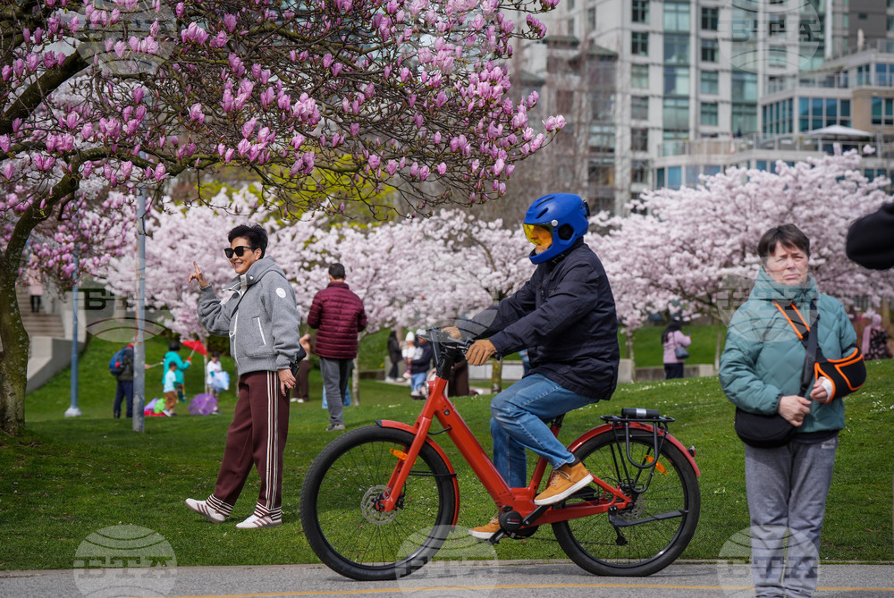 Vancouver Cherry Blossoms