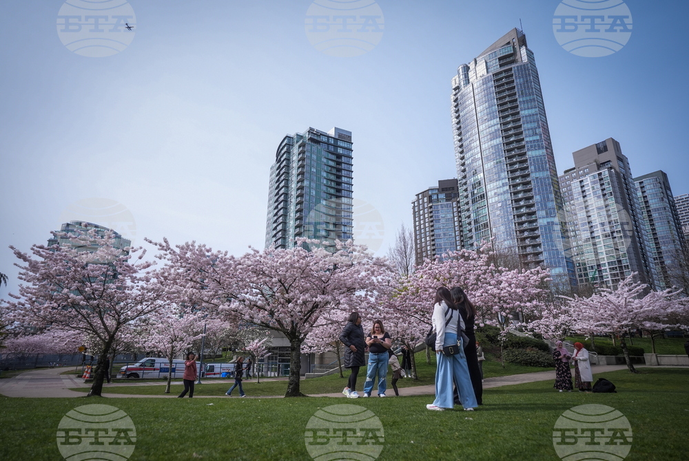 Vancouver Cherry Blossoms