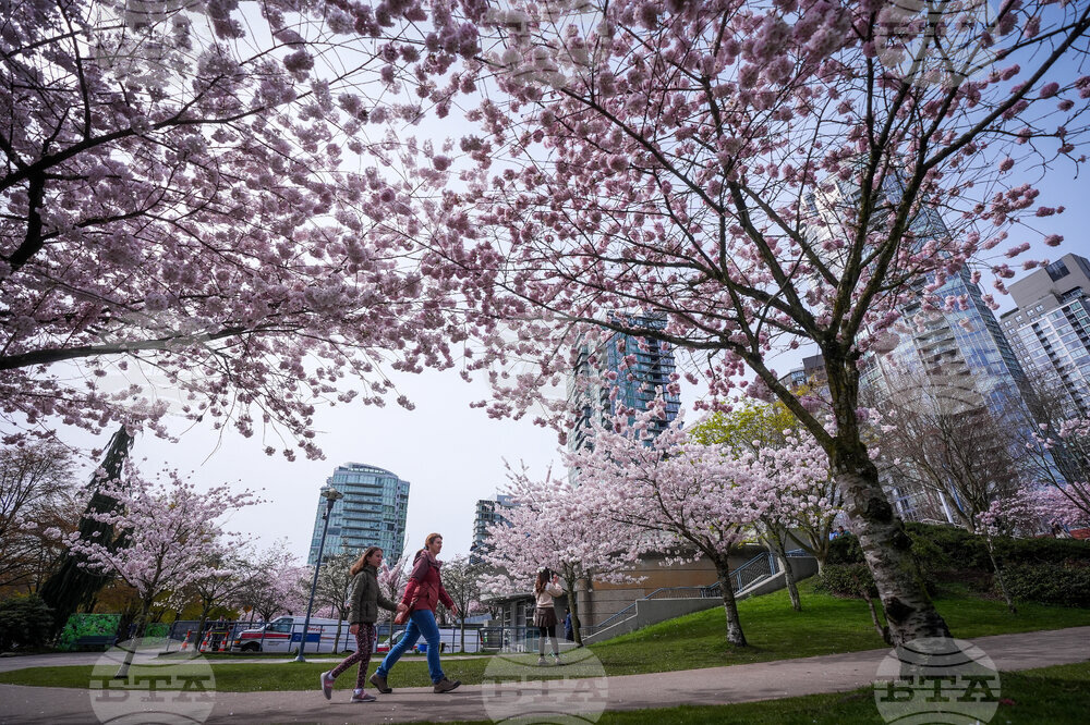 Vancouver Cherry Blossoms