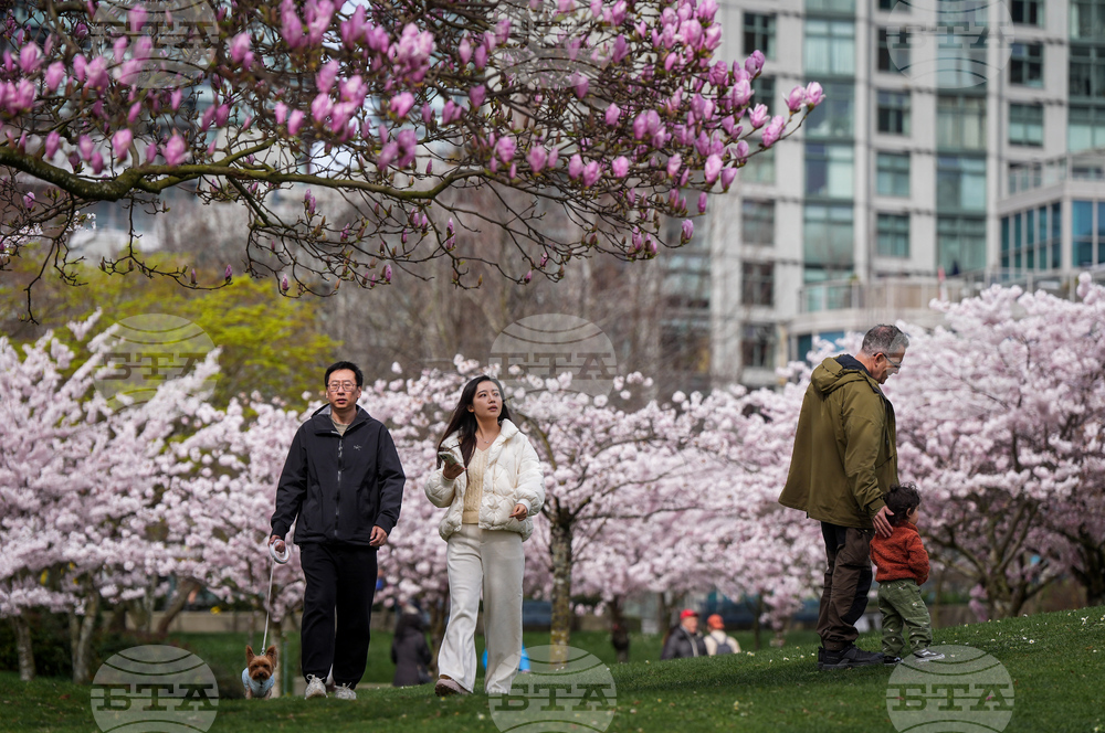 Vancouver Cherry Blossoms