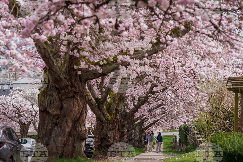 Vancouver Cherry Blossoms