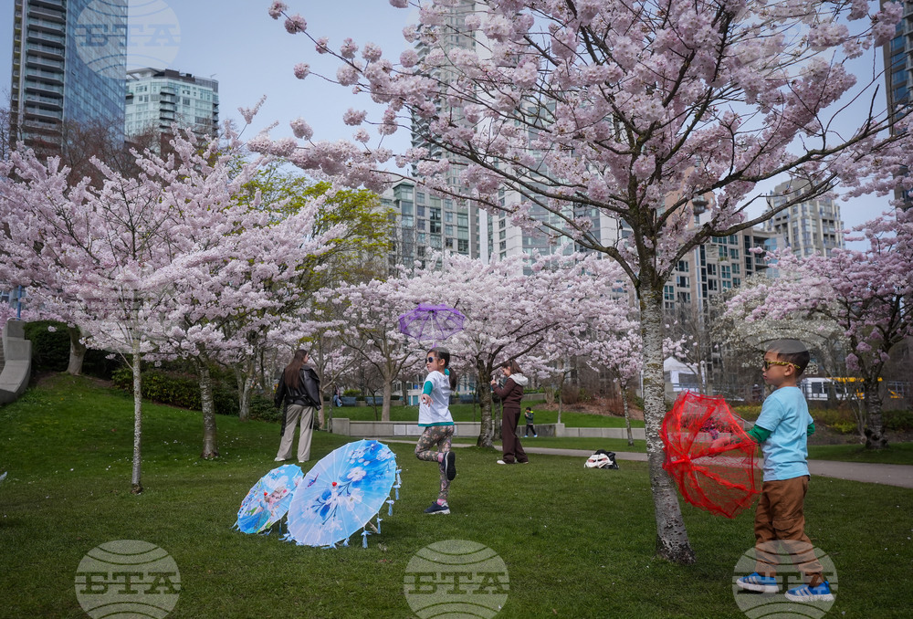 Vancouver Cherry Blossoms