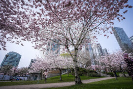 Vancouver Cherry Blossoms