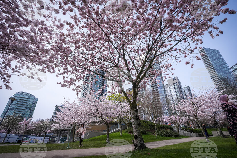 Vancouver Cherry Blossoms