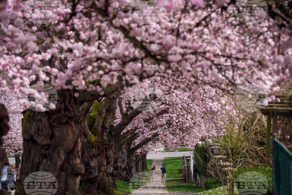 APTOPIX Vancouver Cherry Blossoms
