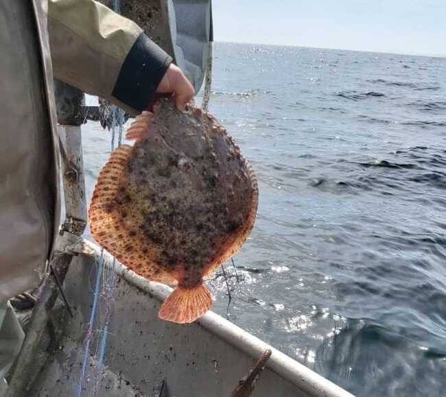 Министерство на земеделието: От 15 април влиза в сила сезонната забрана за улов на риба 