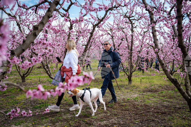Greece Peach Blossoms