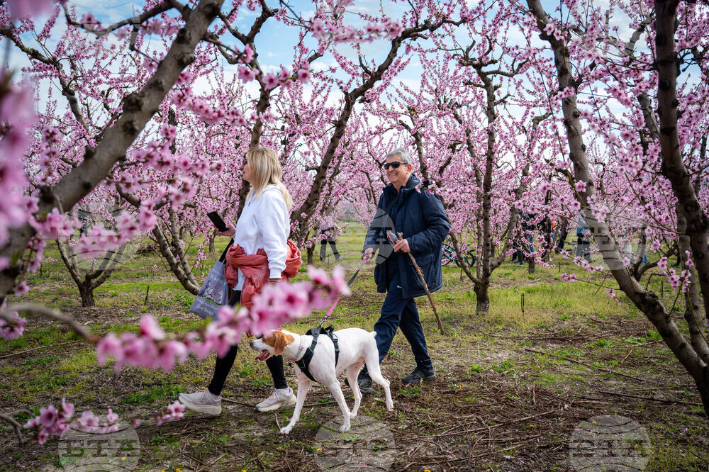 Greece Peach Blossoms