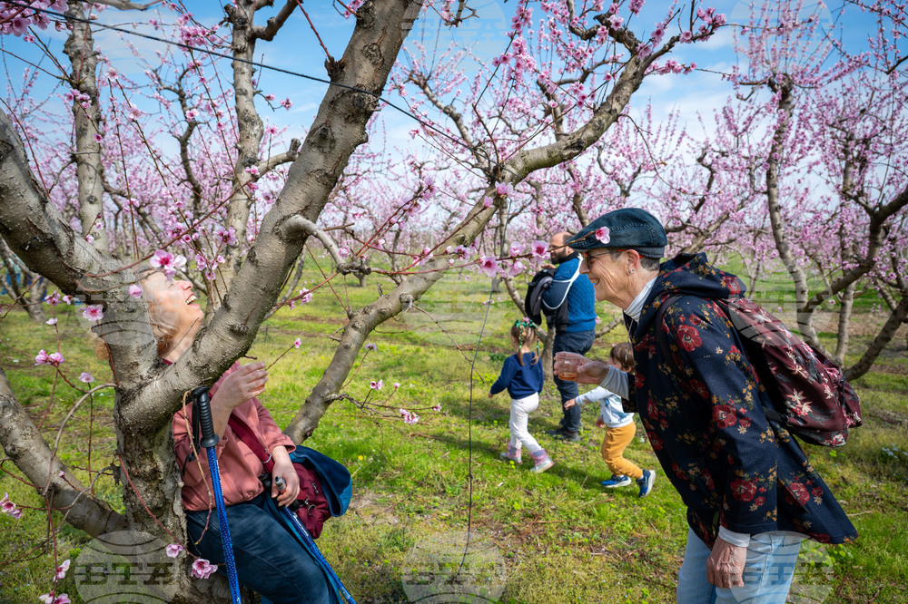 Greece Peach Blossoms