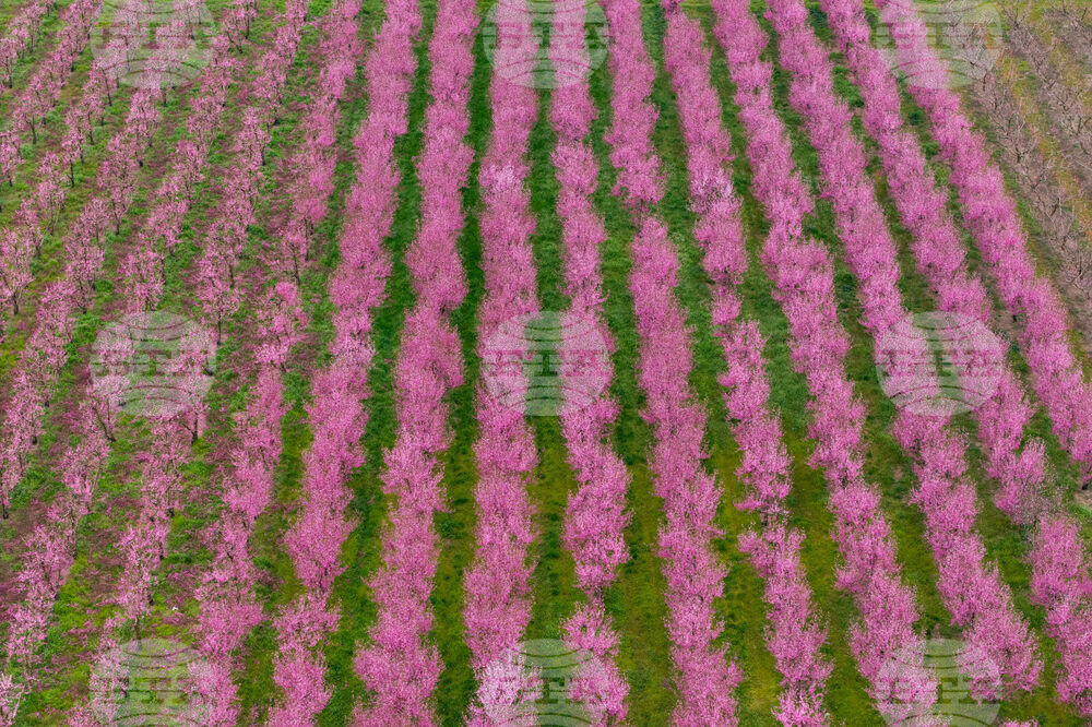 Greece Peach Blossoms