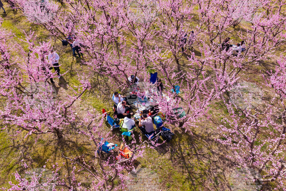 Greece Peach Blossoms