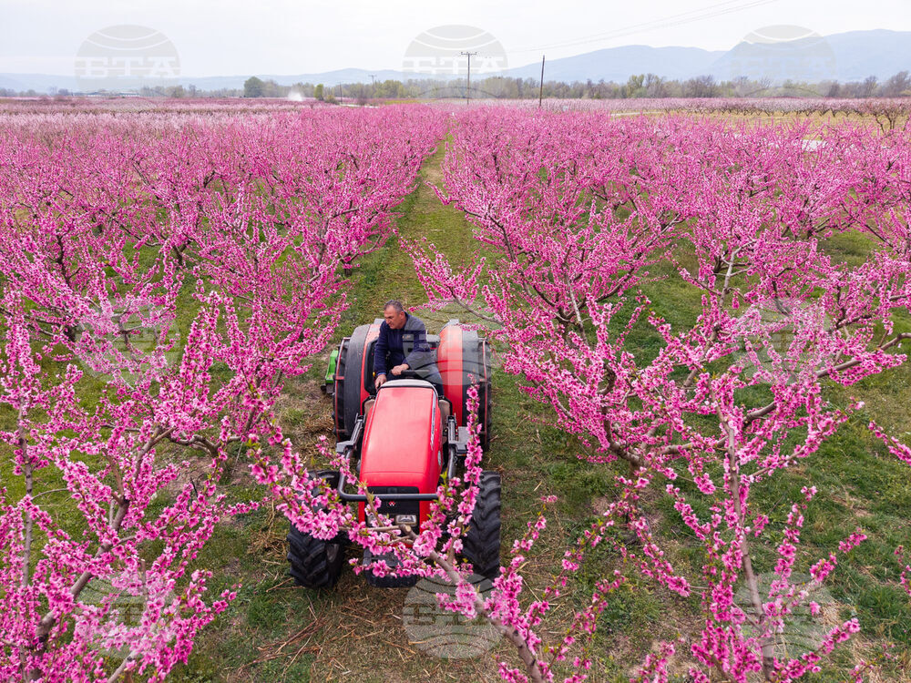 Greece Peach Blossoms