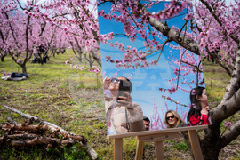 Greece Peach Blossoms