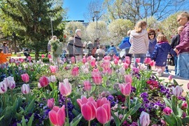 Ямбол - боядисване на яйца - подаряване на козунаци