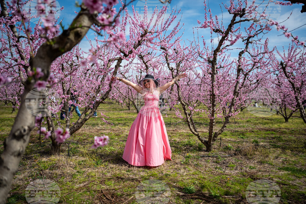 APTOPIX Greece Peach Blossoms