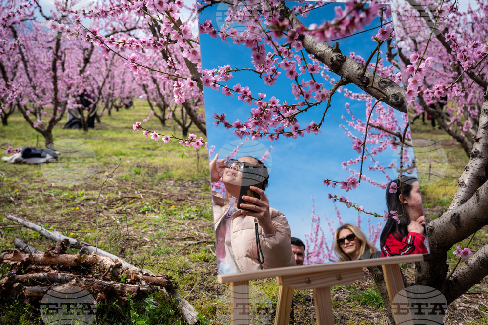 Greece Peach Blossoms
