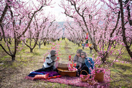 Greece Peach Blossoms
