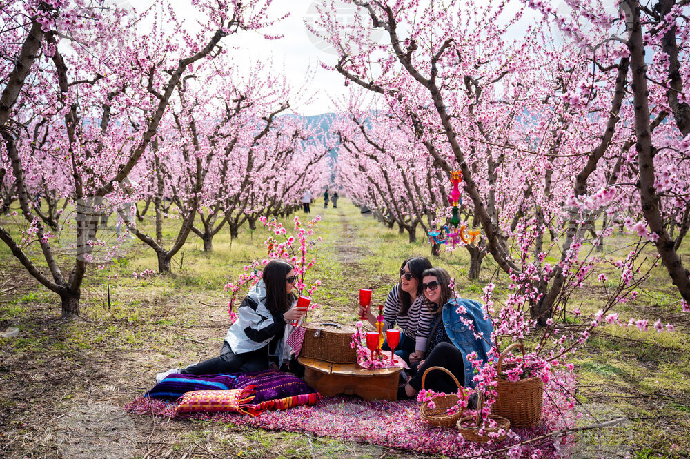 Greece Peach Blossoms