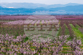 Greece Peach Blossoms