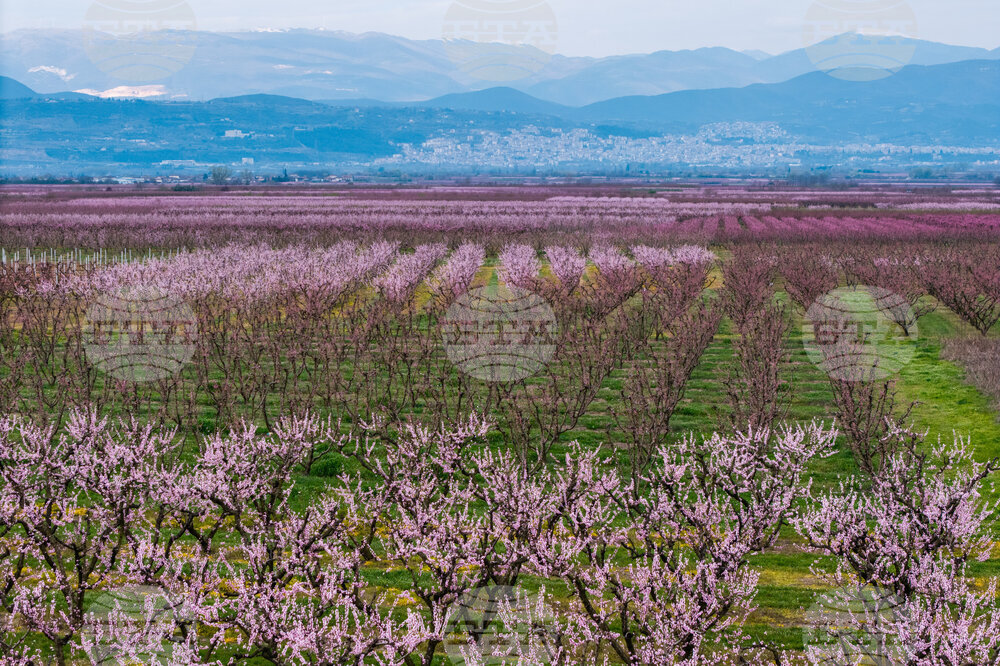 Greece Peach Blossoms