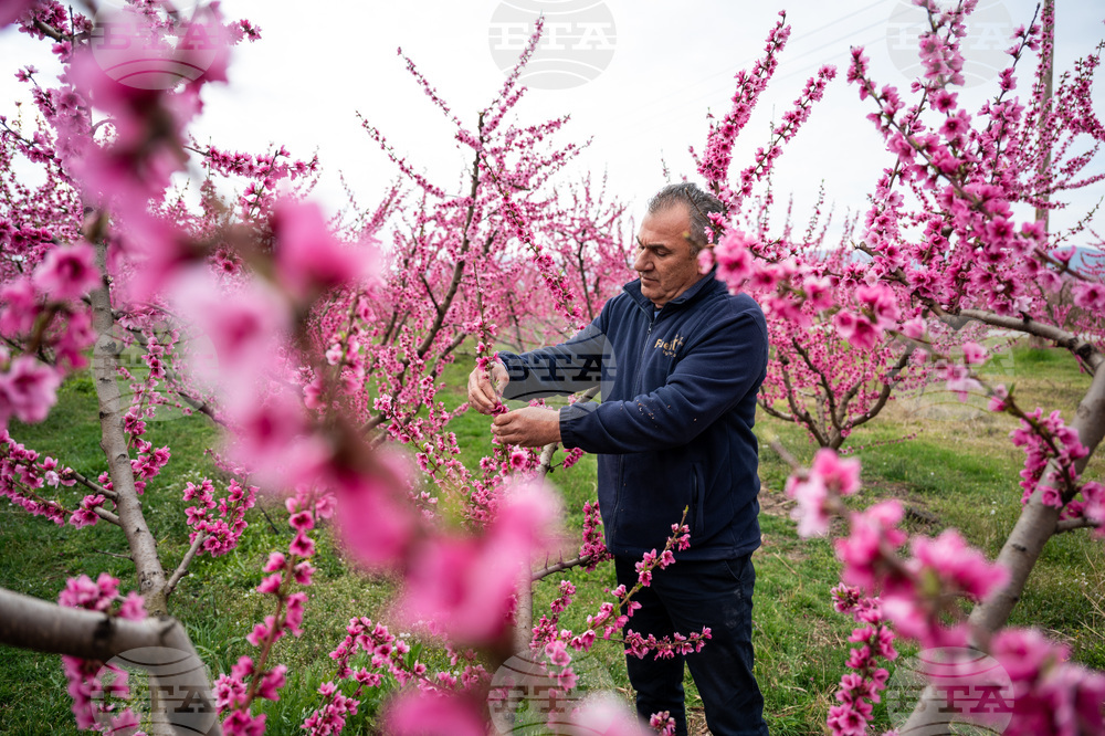 Greece Peach Blossoms