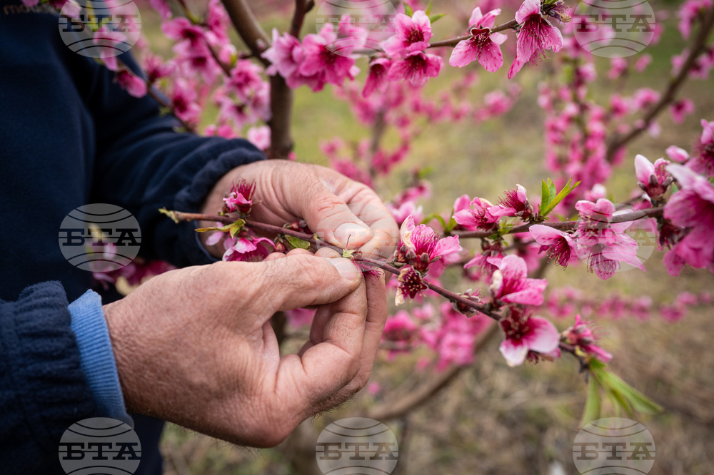 Greece Peach Blossoms