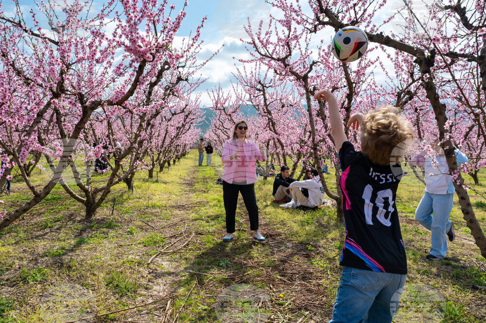 Greece Peach Blossoms