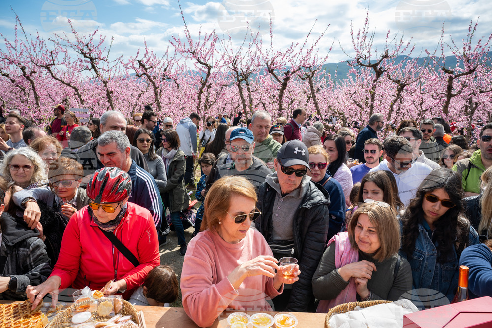 Greece Peach Blossoms