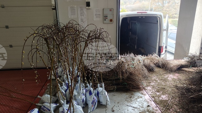 Около 3500 фиданки и разсад на лози и рози с неясен произход са иззети на ГКПП „Калотина“