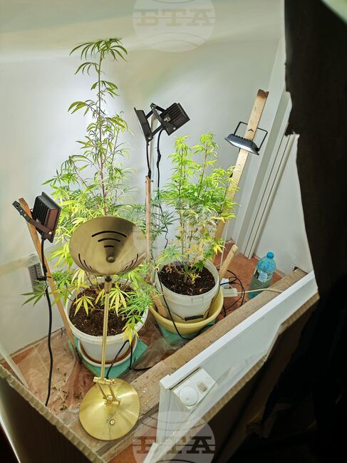 При акция срещу купуването на гласове в Монтана е открита наркооранжения