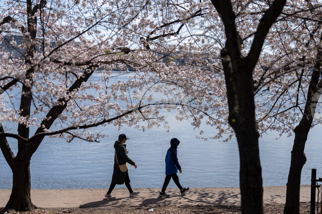 Cherry Blossoms Washington