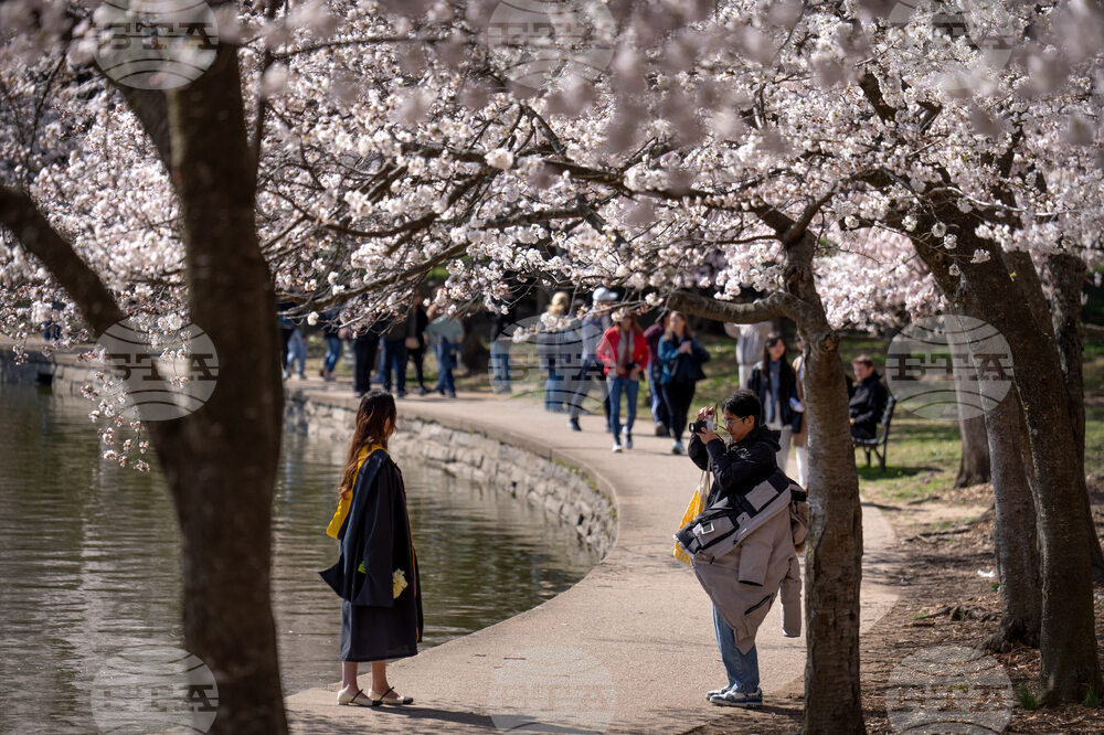 Cherry Blossoms Washington