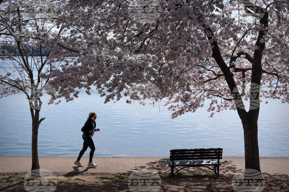 Cherry Blossoms Washington