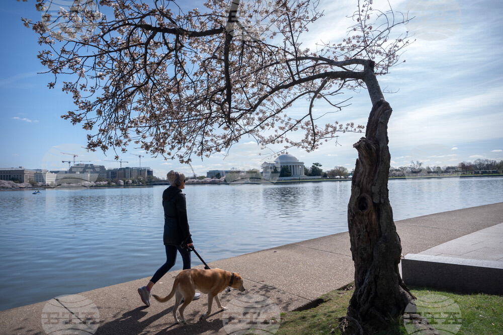 Cherry Blossoms Washington