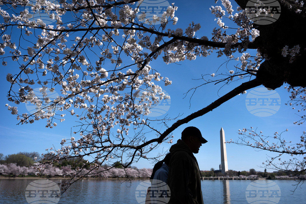 Cherry Blossoms Washington