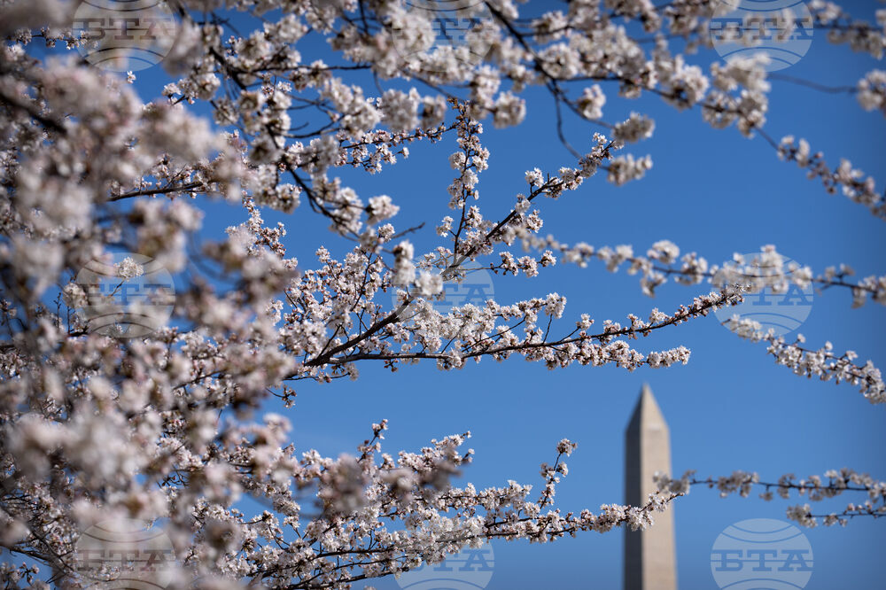 Cherry Blossoms Washington