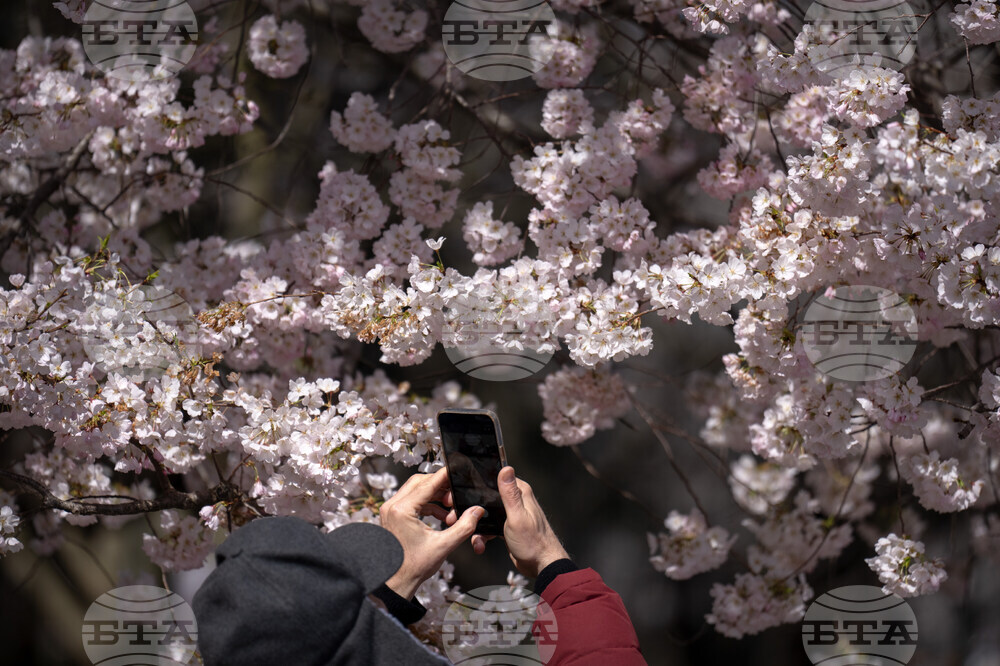 Cherry Blossoms Washington