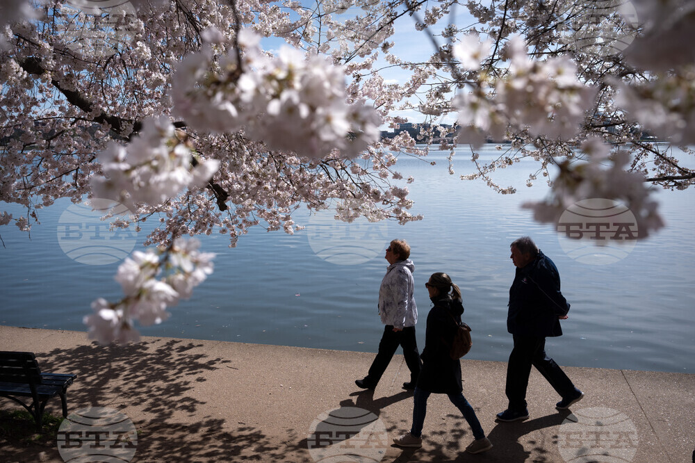 Cherry Blossoms Washington