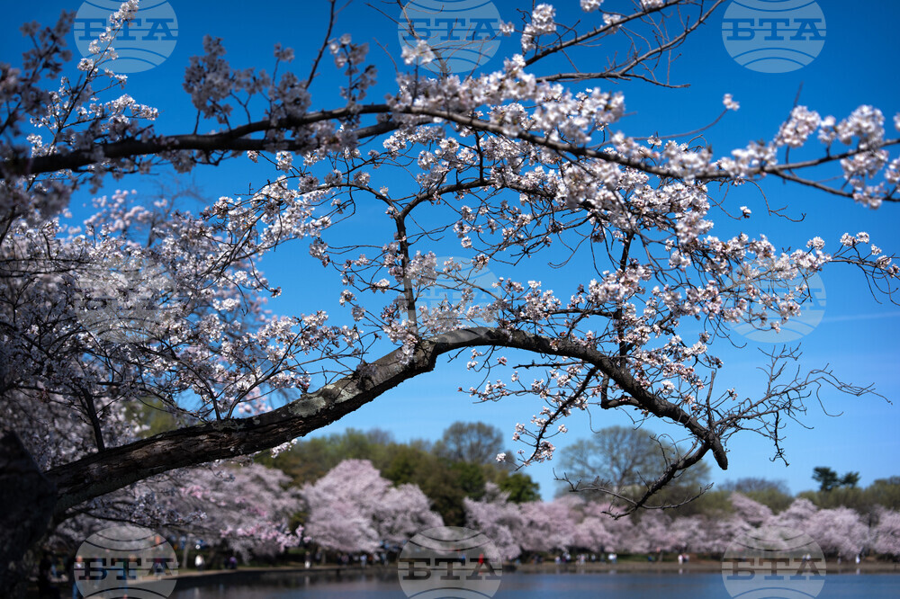 Cherry Blossoms Washington