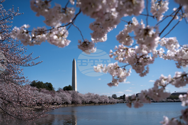 APTOPIX Cherry Blossoms Washington
