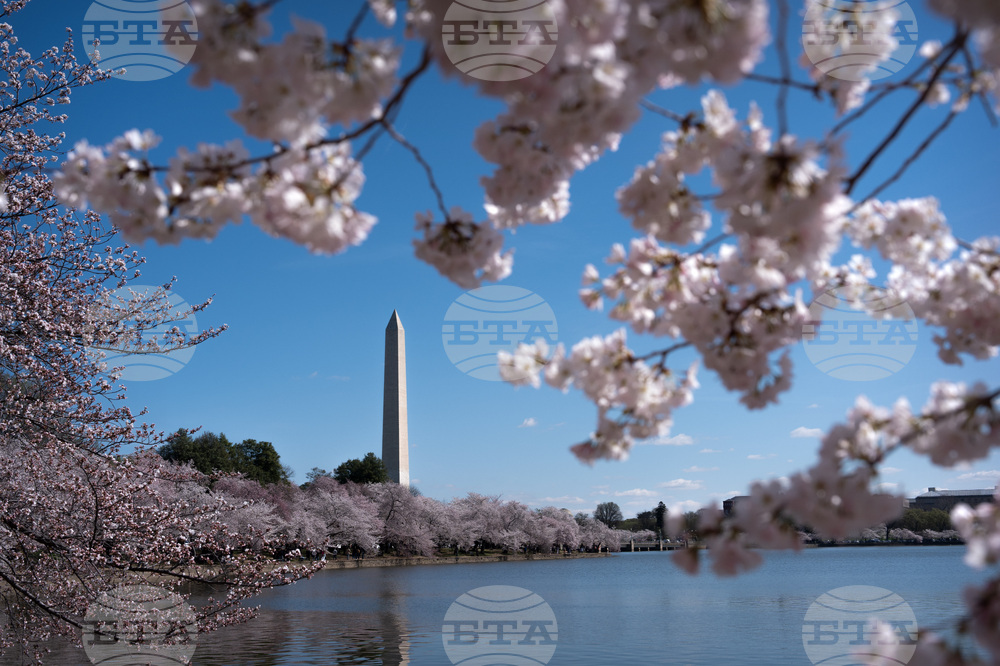 APTOPIX Cherry Blossoms Washington