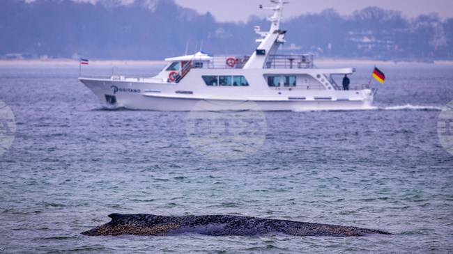 Гърбатият кит, заседнал на балтийското крайбрежие на Германия, се е освободил през нощта
