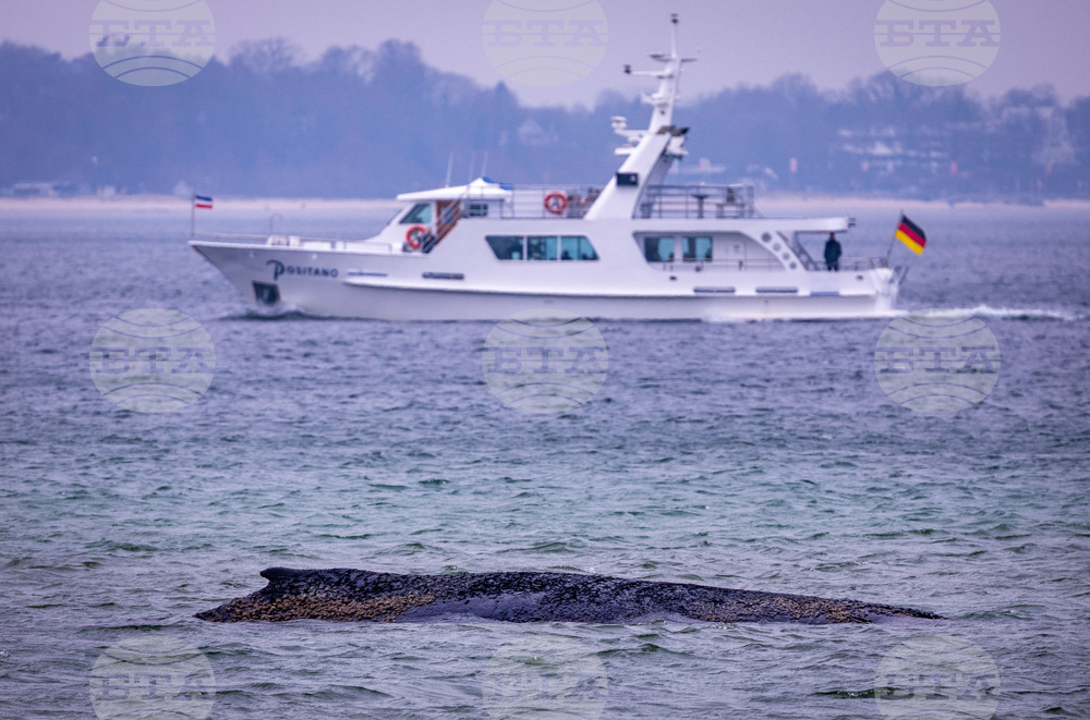 Germany Whale Rescue