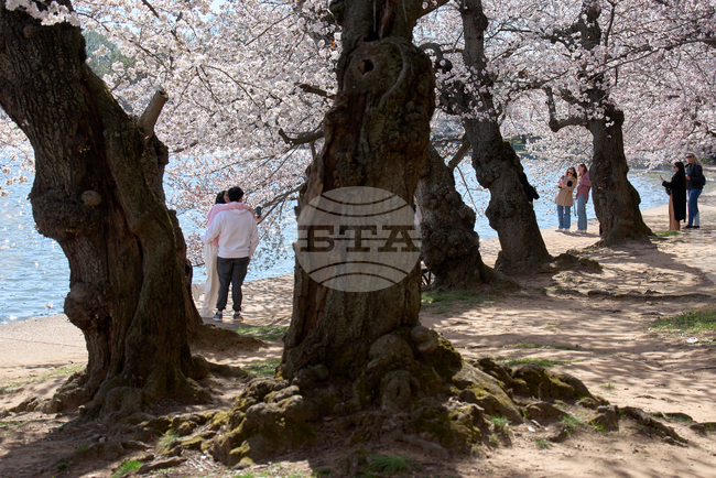 Washington Cherry Blossoms