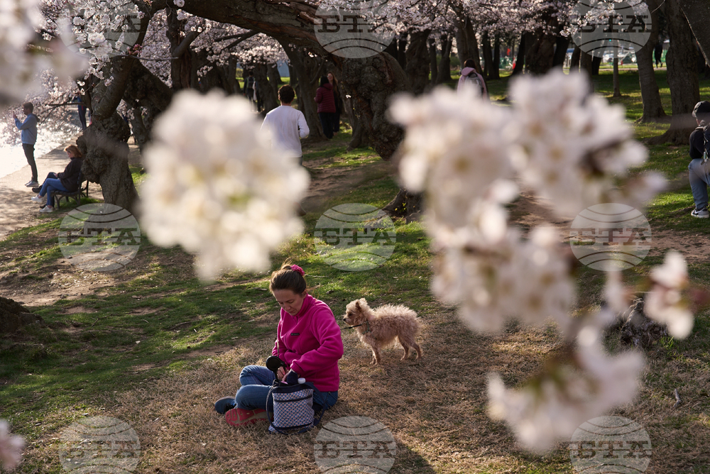 Washington Cherry Blossoms