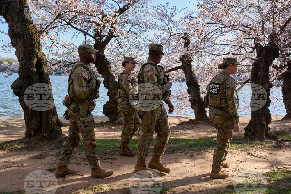 Washington Cherry Blossoms