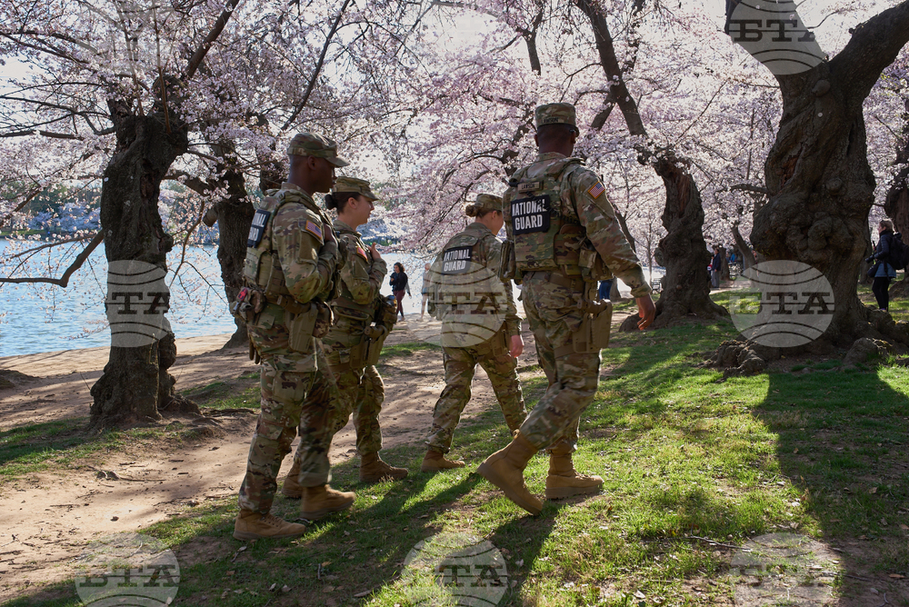 Washington Cherry Blossoms