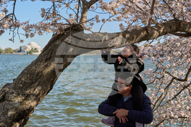 Washington Cherry Blossoms