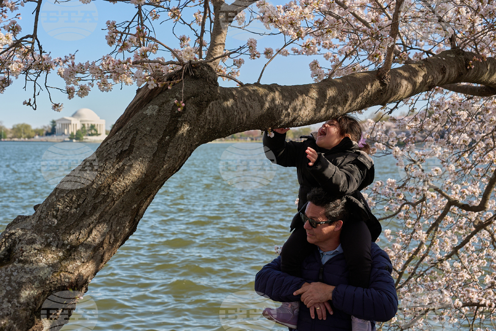 Washington Cherry Blossoms