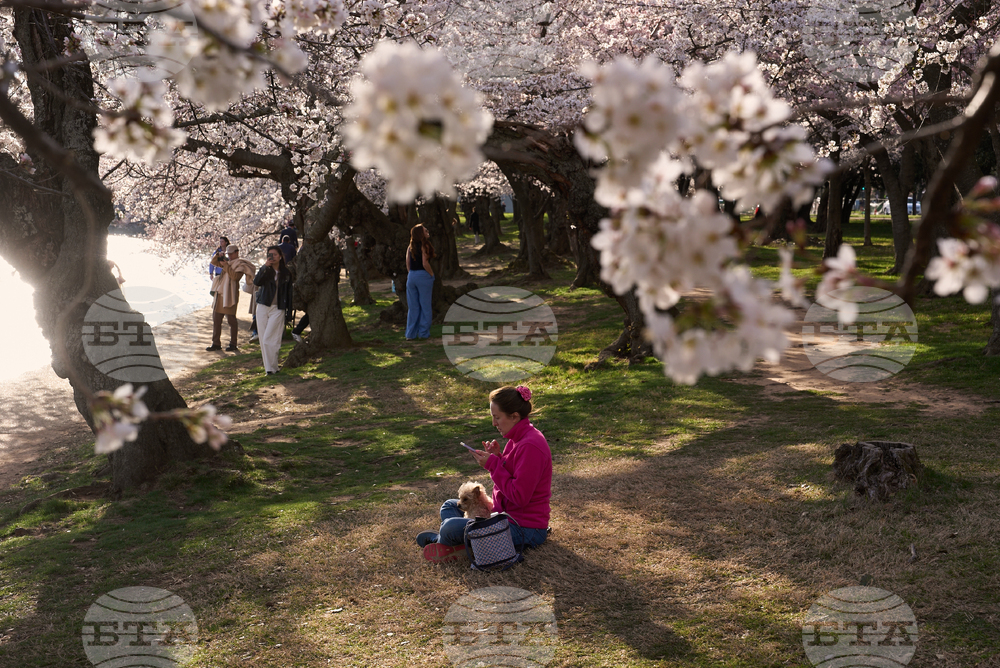 Washington Cherry Blossoms